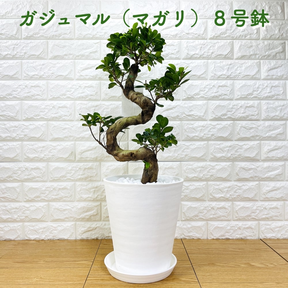 ガジュマル 曲がり 8号鉢 登り樹 観葉植物 多幸の木 幸福をもたらす精霊が住む木 おしゃれなインテリア 結婚祝い 新築祝い 開店祝い 開業祝い 誕生日 母の日 父の日 記念日 プレゼント　ギフト