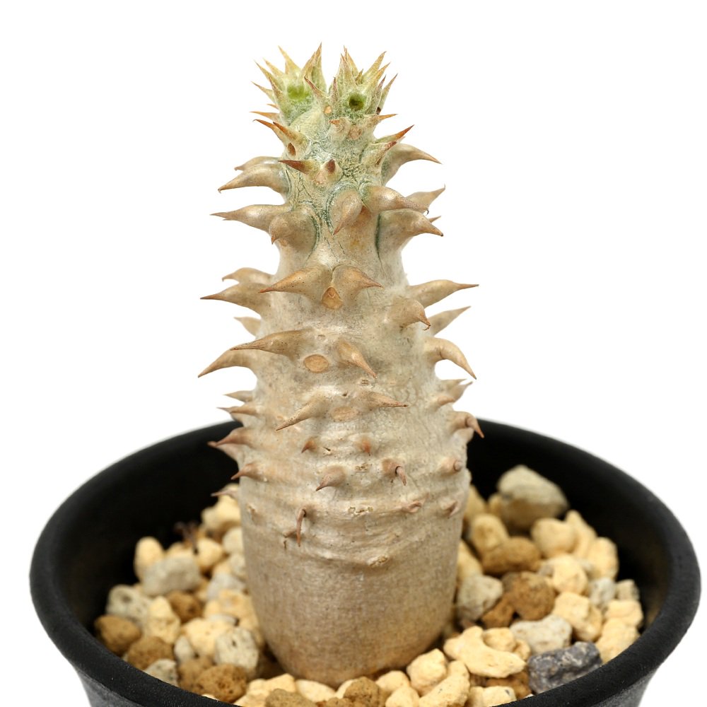 （多肉植物）パキポディウム　ビカラー　実生　２．５号（１鉢）秋ー春落葉　ＣＲＣ15―60―75―00―00