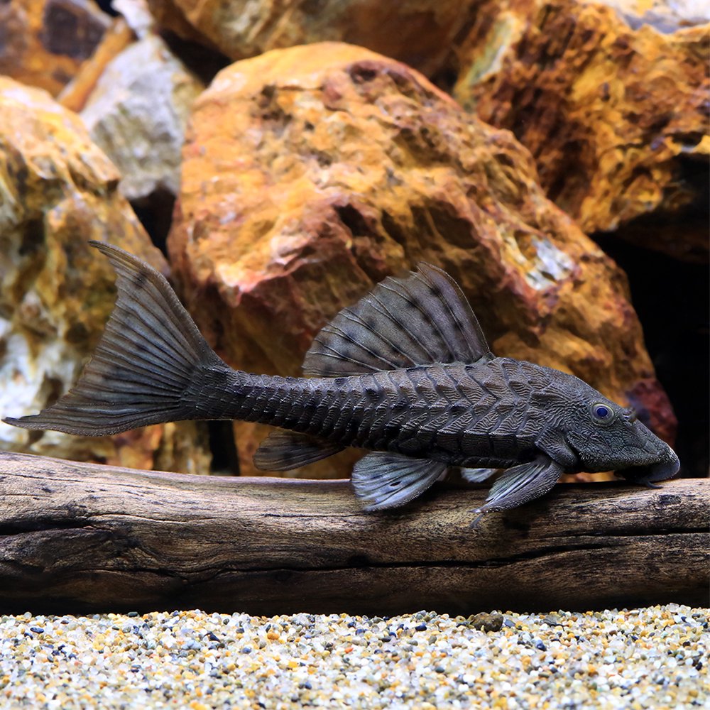 （熱帯魚）ニューオレンジフィンアーマード・プレコ　タパジョス（ワイルド）（１匹）　北海道・九州航空便要保温　ＣＲＣ13―44―70―00―00