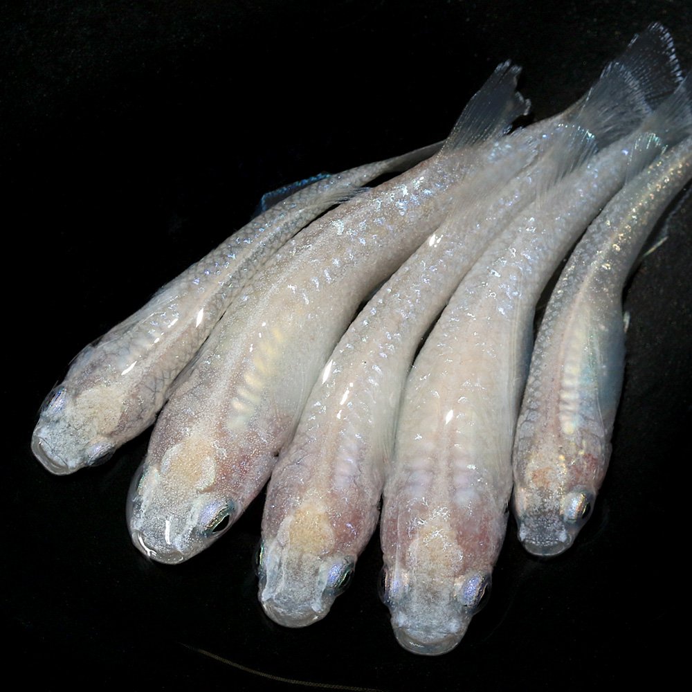 （めだか）スノーホワイトメダカ　メダカ屋サバンナ直系（３匹）　ＣＲＣ60―20―22―20―00