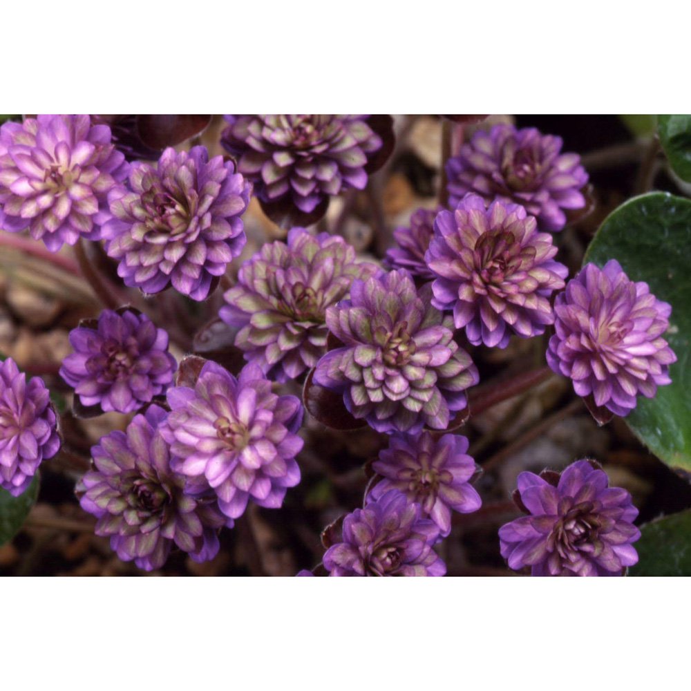 （山野草）ユキワリソウ（雪割草）龍神（リュウジン）千重咲き　３号（１ポット）　ＣＲＣ15―35―12―00―00