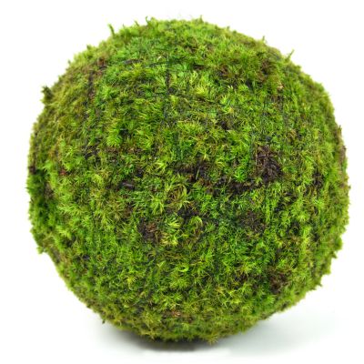 モスボール 22cm 苔盆栽 苔玉 和盆栽 山苔 ギフト 贈り物 おしゃれ モダン インテリア グリーン