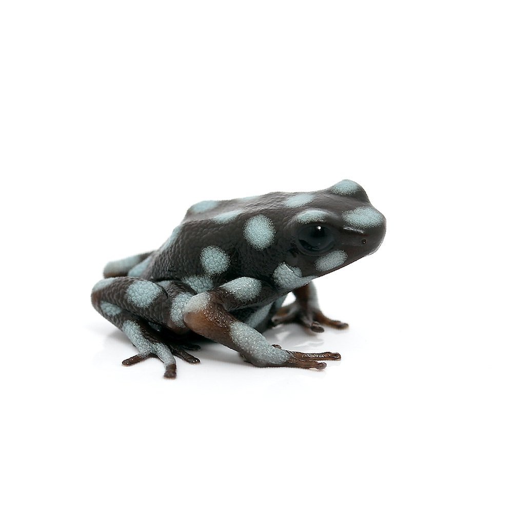 （両生類）ミステリオサスヤドクガエル　スタンダードスポットｓｔａｎｄａｒｄ　ｓｐｏｔ（１匹）　北海道・九州航空便要保温　ＣＲＣ17―05―35―20―00