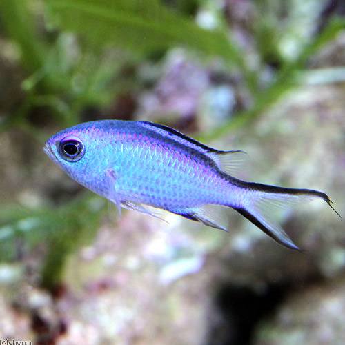 （海水魚）ブルーリーフクロミス（１匹）　北海道・九州航空便要保温　ＣＲＣ26―30―18―00―00