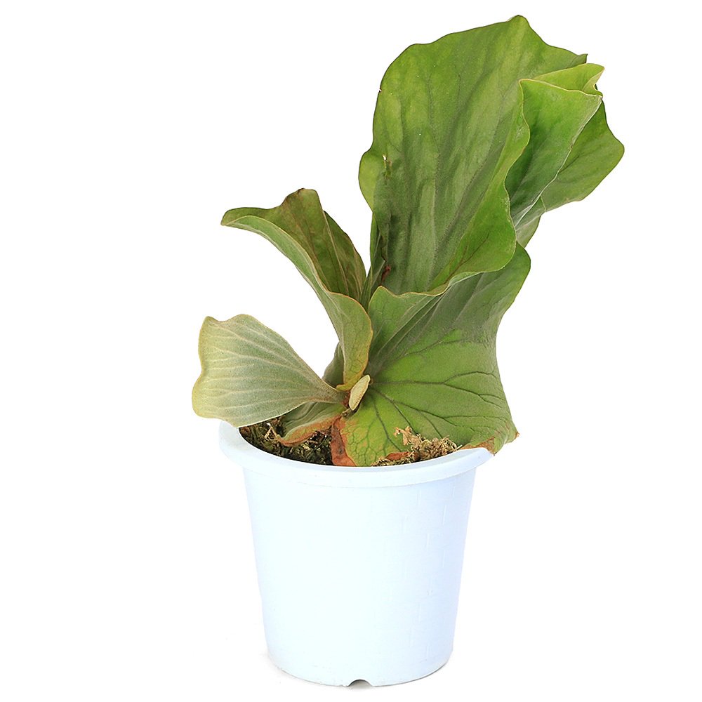 （観葉植物）コウモリラン　ビカクシダ　エレファントティス　４号（１鉢）　ＣＲＣ15―30―20―02―00