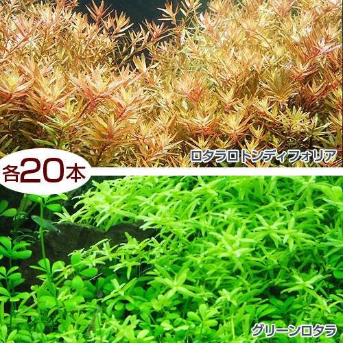 （水草）グリーンロタラ（２０）＋ロタラロトンディフォリア（２０）（水中葉）　ＣＲＣ12―33―42―00―00