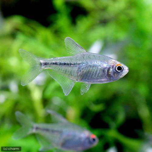 （熱帯魚）ダイヤモンド・テトラ（３０匹）　北海道・九州航空便要保温　ＣＲＣ13―20―10―30―00