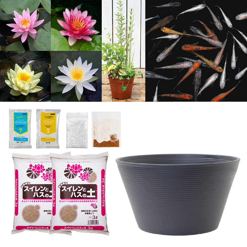 （ビオトープ）（めだか）ラメメダカ付き！チャームおすすめビオトープセット！　睡蓮　スイレン　ビオトープ　本州四国限定　ＣＲＣ15―10―20―03―20