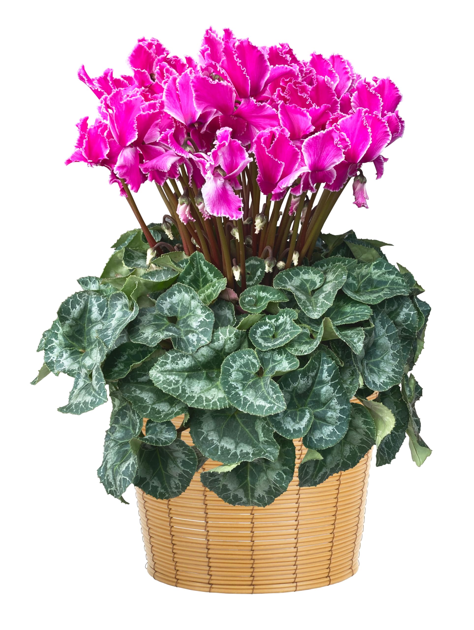 花のギフト社 シクラメン ギフト プレゼント 贈答 鉢植え 誕生日 7号鉢 ドリームパープル 歳暮