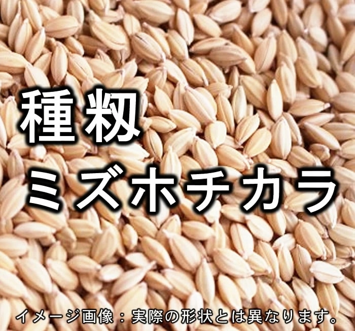 種籾 「熊本産ミズホチカラ」 20kg　2・3・4年