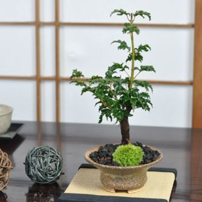 獅子頭もみじ 紅葉する盆栽 鉢植え ミニ盆栽 ギフト 贈り物 おしゃれ モダン インテリア もみじ 和盆栽