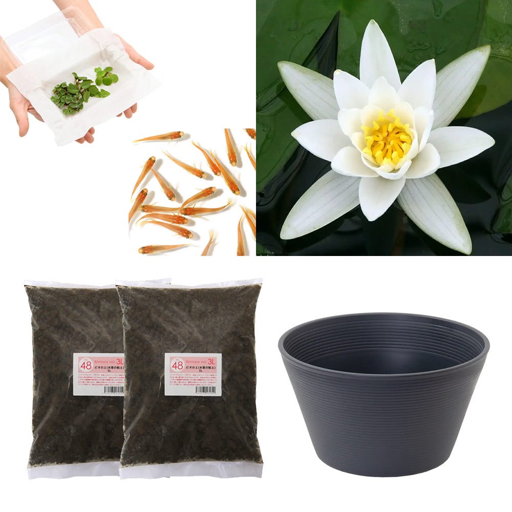 （ビオトープ）（めだか）はじめての睡蓮栽培セット　ヘルミネ＋睡蓮鉢＋ヒメダカ＋浮き草他　説明書付　本州四国限定　お一人様１点限り　ＣＲＣ15―10―20―60―50