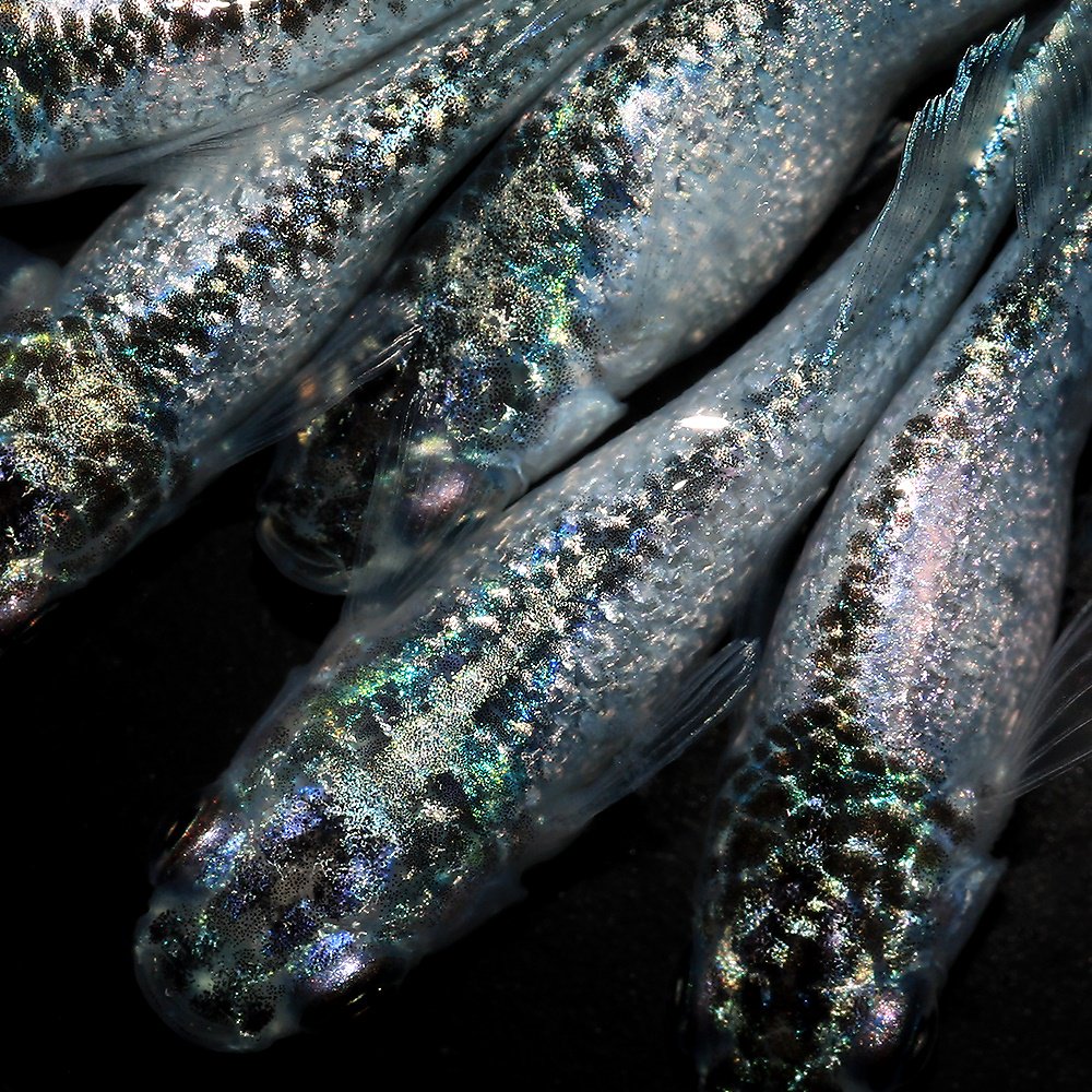 （めだか）ゴブリンメダカ　メダカ屋サバンナ直系（３匹）　ＣＲＣ60―20―22―30―10