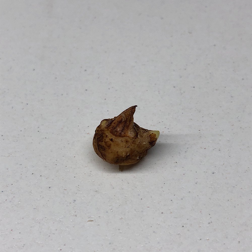 (山野草)テンナンショウ(天南星)Arisaema amurense Sサイズ 1球入り 3号(1ポット) CRC15―35―45―00―00