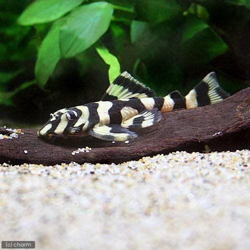 （熱帯魚）スーパーイエローネグロバタフライ・プレコ（ワイルド）（１匹）　北海道・九州航空便要保温　ＣＲＣ13―44―10―00―00