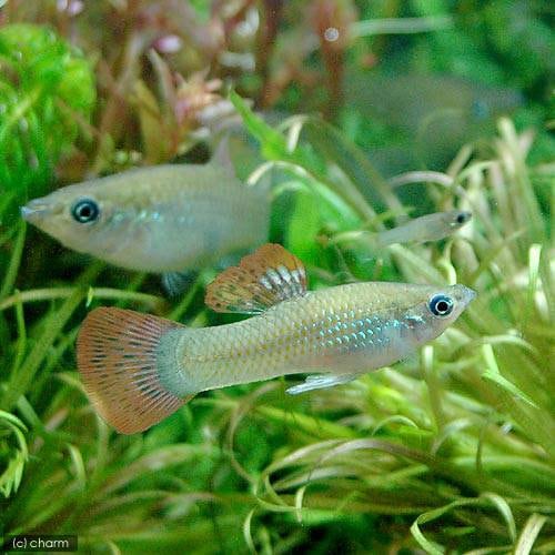 （熱帯魚）ポエキリア・サルバトリス（１ペア）　北海道航空便要保温　ＣＲＣ13―15―20―00―00