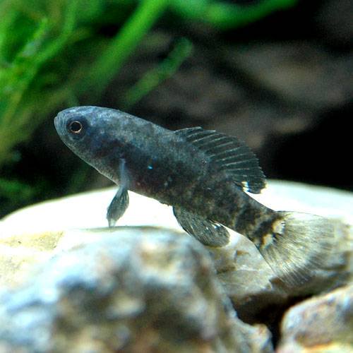 （熱帯魚）エバーグラディ・ピグミーサンフィッシュ（１ペア）　北海道航空便要保温　ＣＲＣ13―52―00―00―00