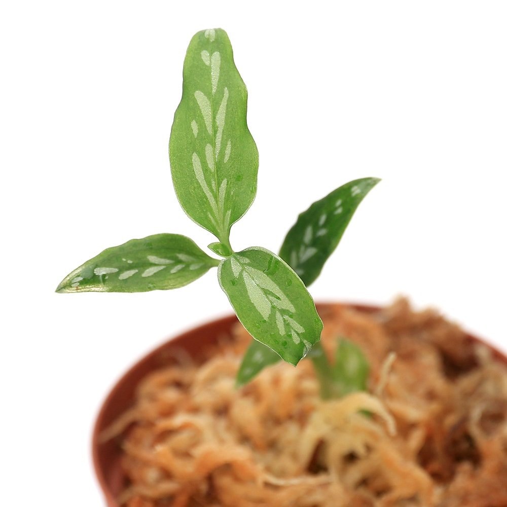 （テラリウム）プラティセリス　マキュラータ（１ポット）　北海道・九州航空便要保温　ＣＲＣ12―88―30―00―00