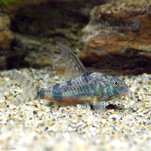 （熱帯魚）コリドラス・パレアタス　ハイフィン（ワイルド）（１匹）　北海道・九州航空便要保温　ＣＲＣ13―36―20―00―00