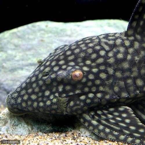 （熱帯魚）フルスポットロイヤルプレコ　２０ー２４ｃｍ（ワイルド）（１匹）　北海道・九州航空便要保温　ＣＲＣ13―44―30―00―00