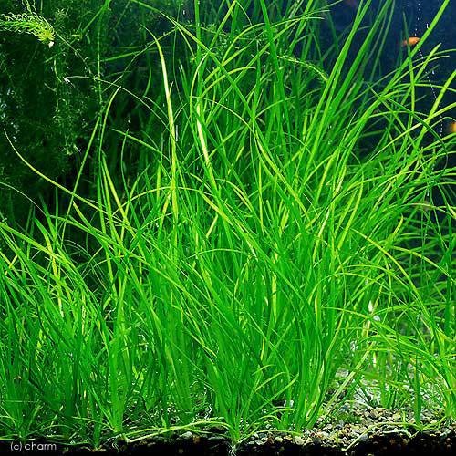 （水草）バリスネリア　ナナ（無農薬）（４０株）　北海道航空便要保温　ＣＲＣ12―33―16―00―00