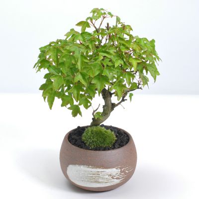 盆栽 曲がり楓 かえで 唐楓 トウカエデ 【 ミニ盆栽 鉢植え 紅葉 雑木 盆景 風景盆栽 癒し 和 贈り物 趣味 ギフト プレゼント 退職 母の日 父の日 誕生日 シニア 昇進 祝い 開店 】