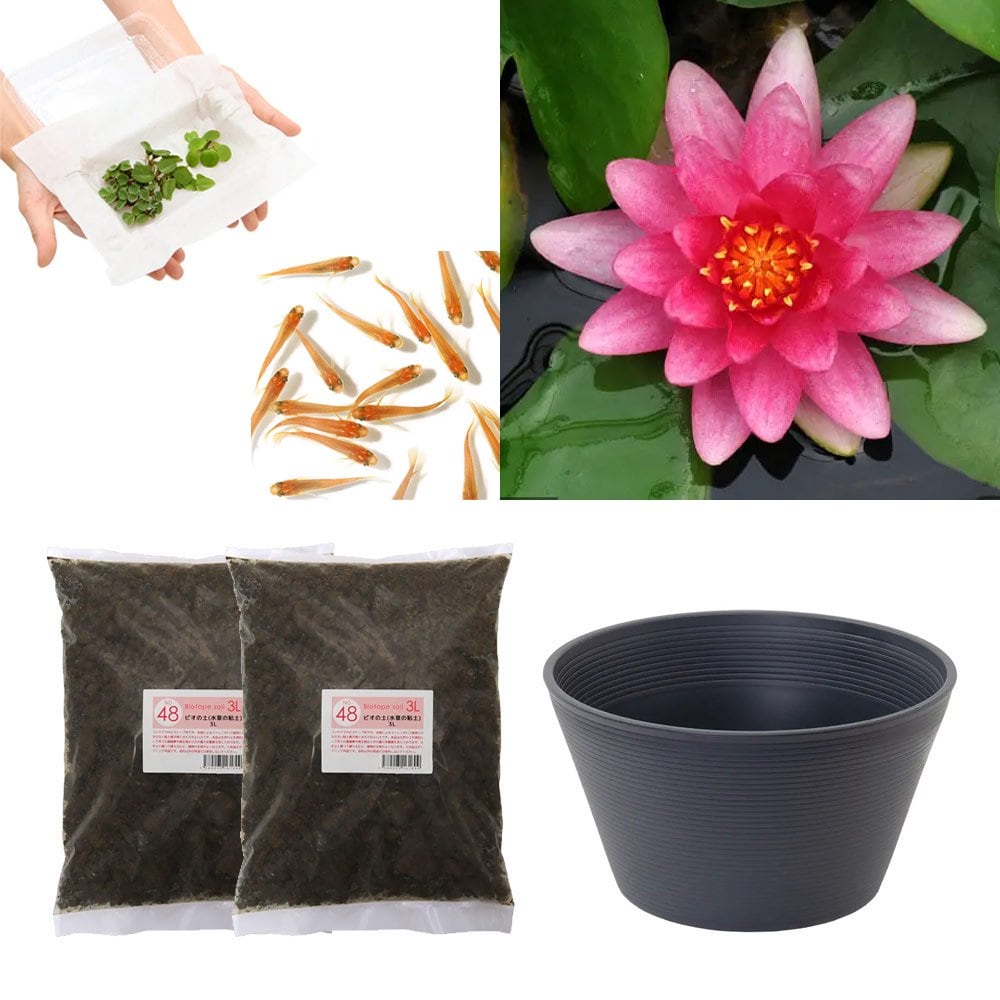 （ビオトープ）（めだか）はじめての睡蓮栽培セット　リーン　グラード＋睡蓮鉢＋ヒメダカ＋浮き草他　説明書付　本州四国限定　お一人様１点限り　ＣＲＣ15―10―20―20―50