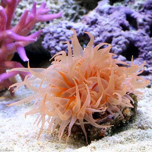 （サンゴ）ウチウラタコアシサンゴ　ピンク（１個）　ｙ－１０　海水魚　ＣＲＣ26―50―40―30―60