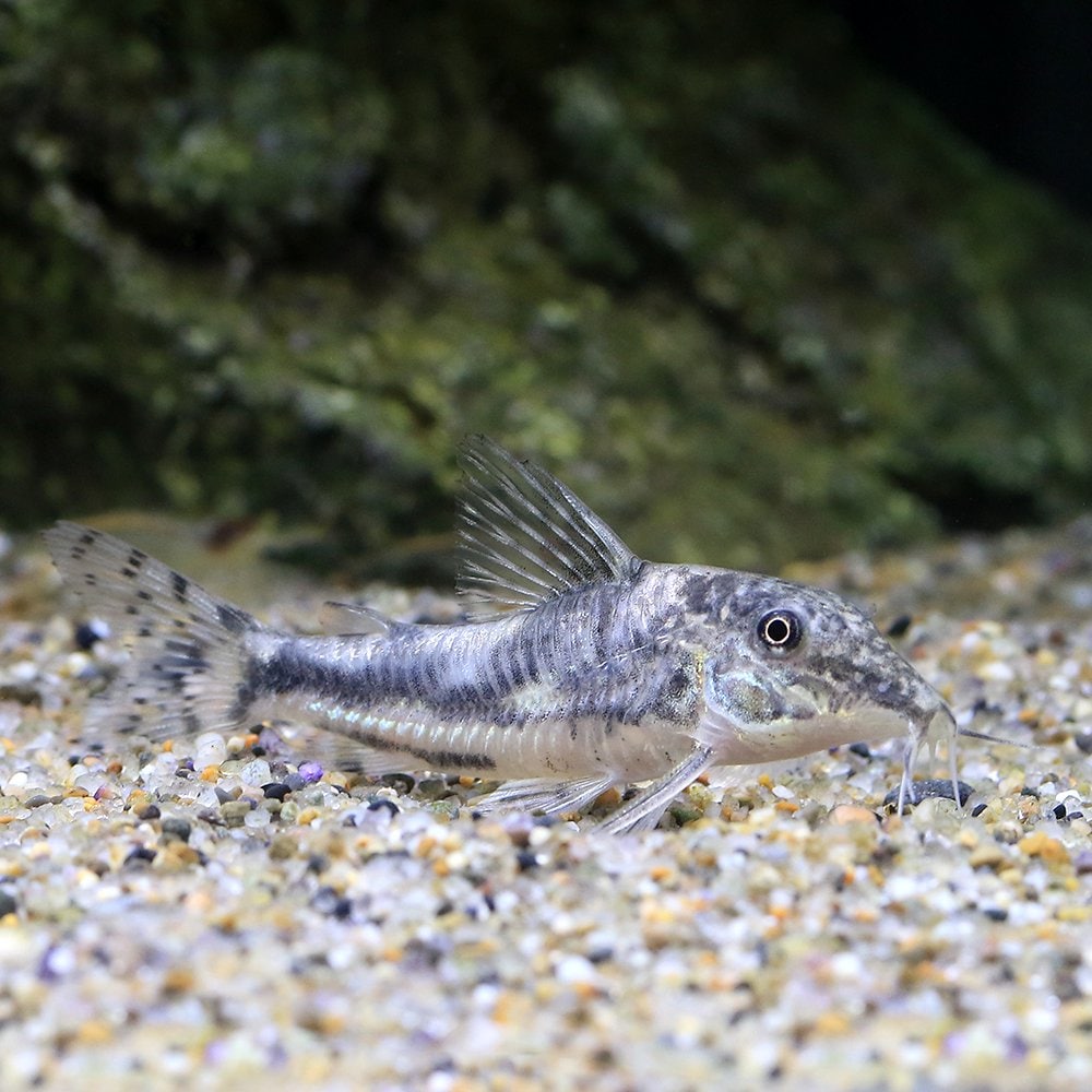 （熱帯魚）コリドラス・クロネイ（１匹）　北海道航空便要保温　ＣＲＣ13―36―99―00―00