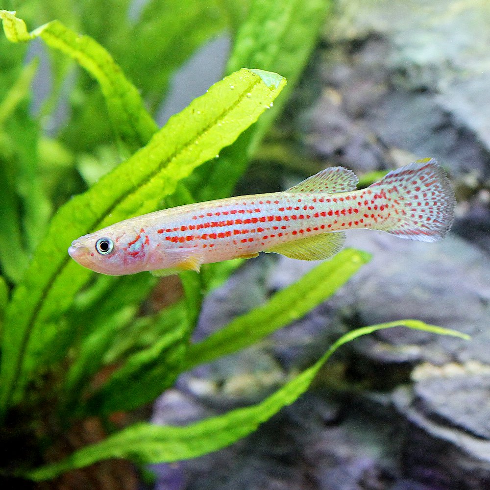 （熱帯魚）フンデュロパンチャックス・オエセリィ（１ペア）　北海道・九州航空便要保温　ＣＲＣ13―17―99―00―00