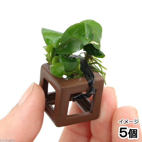 （水草）組織培養　エビの隠れ家　アヌビアスナナ付（水上葉）（無農薬）（５個）　北海道航空便要保温　ＣＲＣ12―24―50―00―00