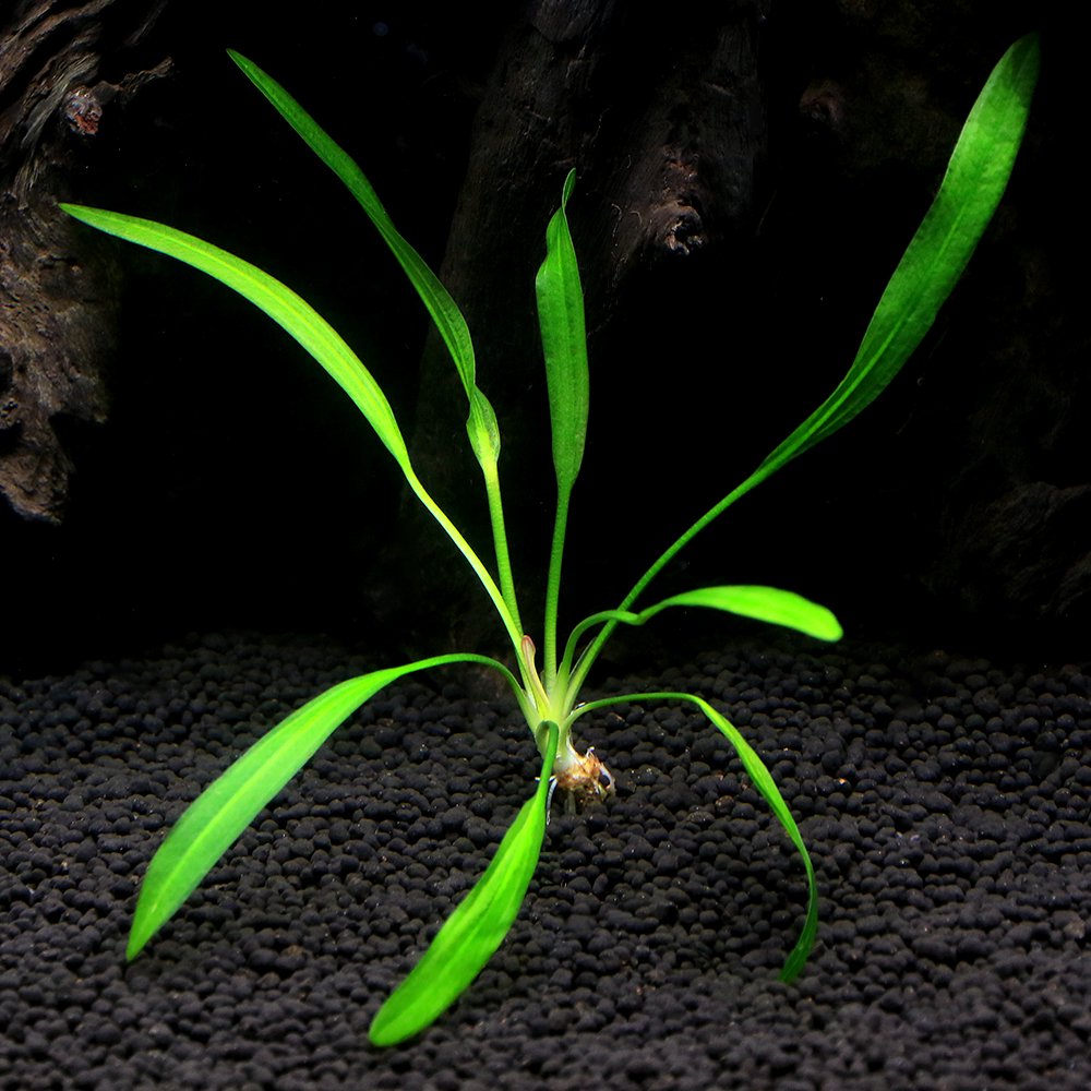 水草）ホシクサsp．ぺドラ産（水上葉）（無農薬）（1ポット） ☆ 美