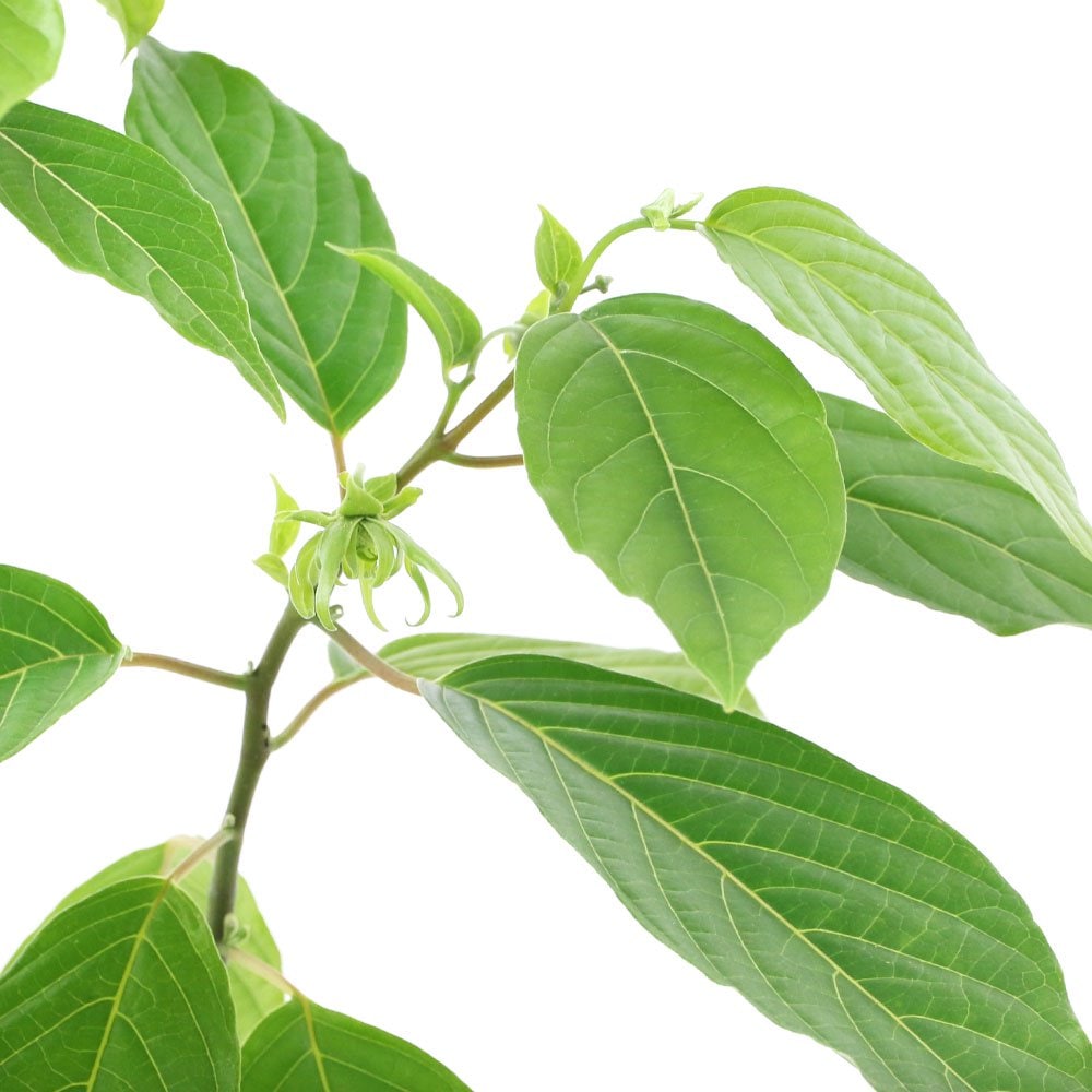 （観葉植物）イランイランの木　６ー７号（１鉢）　芳香性熱帯花木　ＣＲＣ15―75―05―00―00