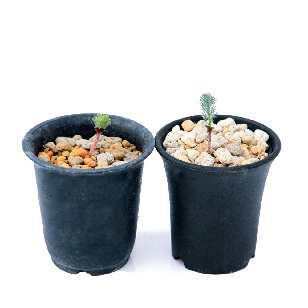 (観葉植物)エリオスペルマム パラドクサム (霧氷玉) 2.5号(1鉢)ケープバルブ CRC15―60―75―00―00