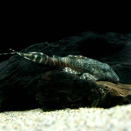 （熱帯魚）フォークテール・タイガープレコ（ワイルド）（１匹）　北海道・九州航空便要保温　ＣＲＣ13―44―20―00―00