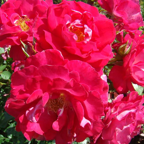 バラ苗 2年大株 4号 ガランス Floribunda Roses F1308 自家用 花無し株