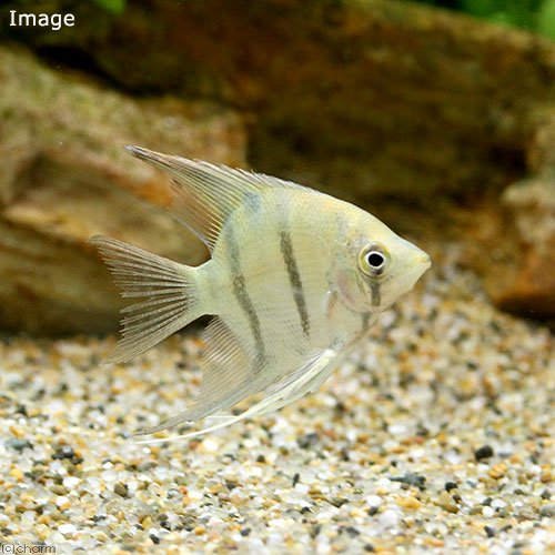 （熱帯魚）ドゥメリリ・エンゼルフィッシュ　Ｓサイズ（ワイルド）（１匹）　北海道・九州航空便要保温　ＣＲＣ13―30―40―00―00