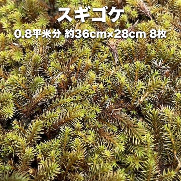 スギゴケ 杉苔 約0.8平米分 36cm28cm 8枚入り 苔 コケ 庭園苔 日本庭園 外構 造園 マット
