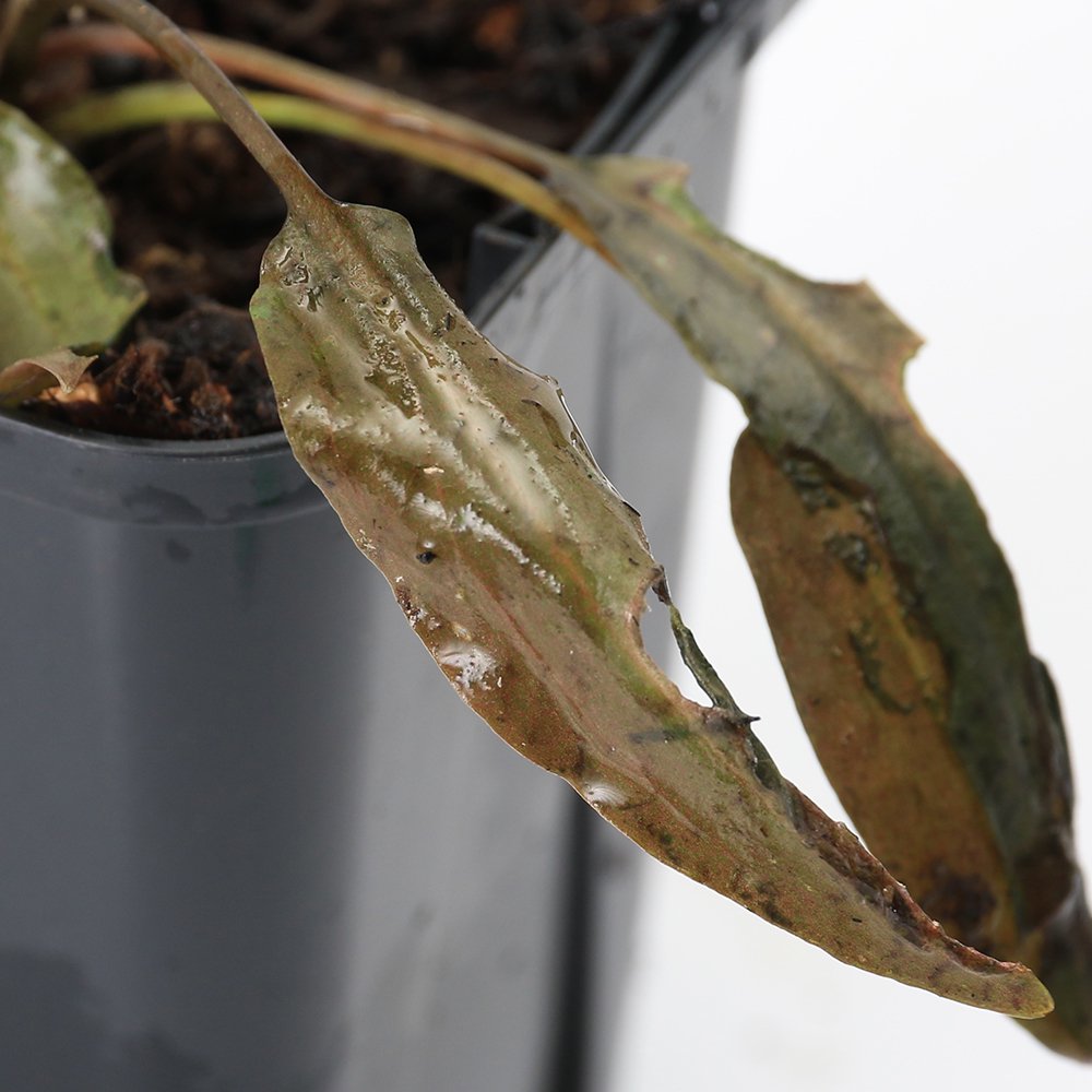 （水草）クリプトコリネｃｆ．ヌーリーｖａｒ．ヌーリー　Ｋａｍｐａｒ　Ｓｕｍａｔｅｒａ産（水上葉）（１ポット）　ＣＲＣ12―72―40―00―00 5,147円