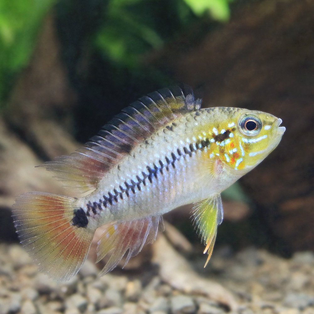 （熱帯魚）アピストグラマｓｐ．キーメンフレック（１ペア）　北海道・九州航空便要保温　ＣＲＣ13―28―16―00―00