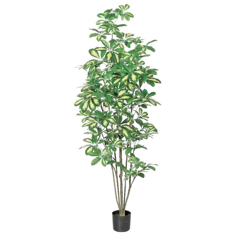 アスカ商会　フェイクグリーン シェフレラ クリームグリ-ン　A-50860-053A