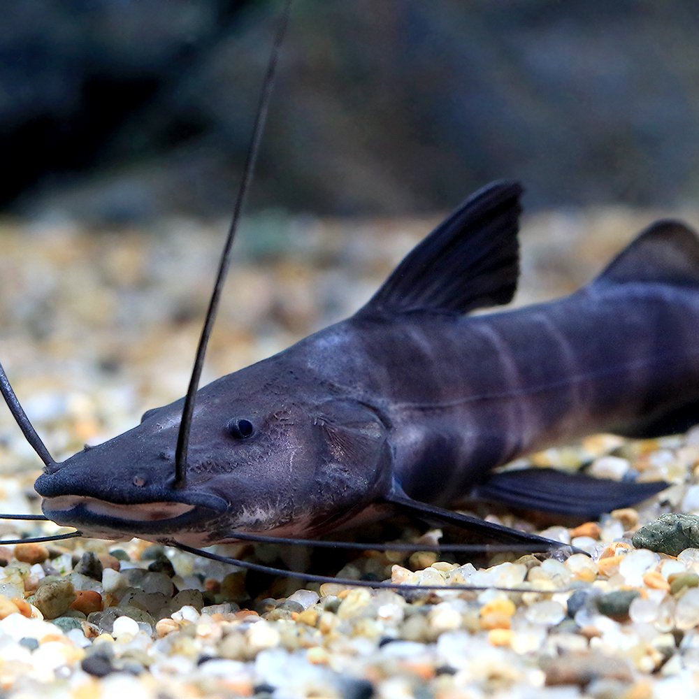 （熱帯魚）バンデッド　ピラムターバ（１匹）　北海道・九州航空便要保温　ＣＲＣ13―46―00―00―00