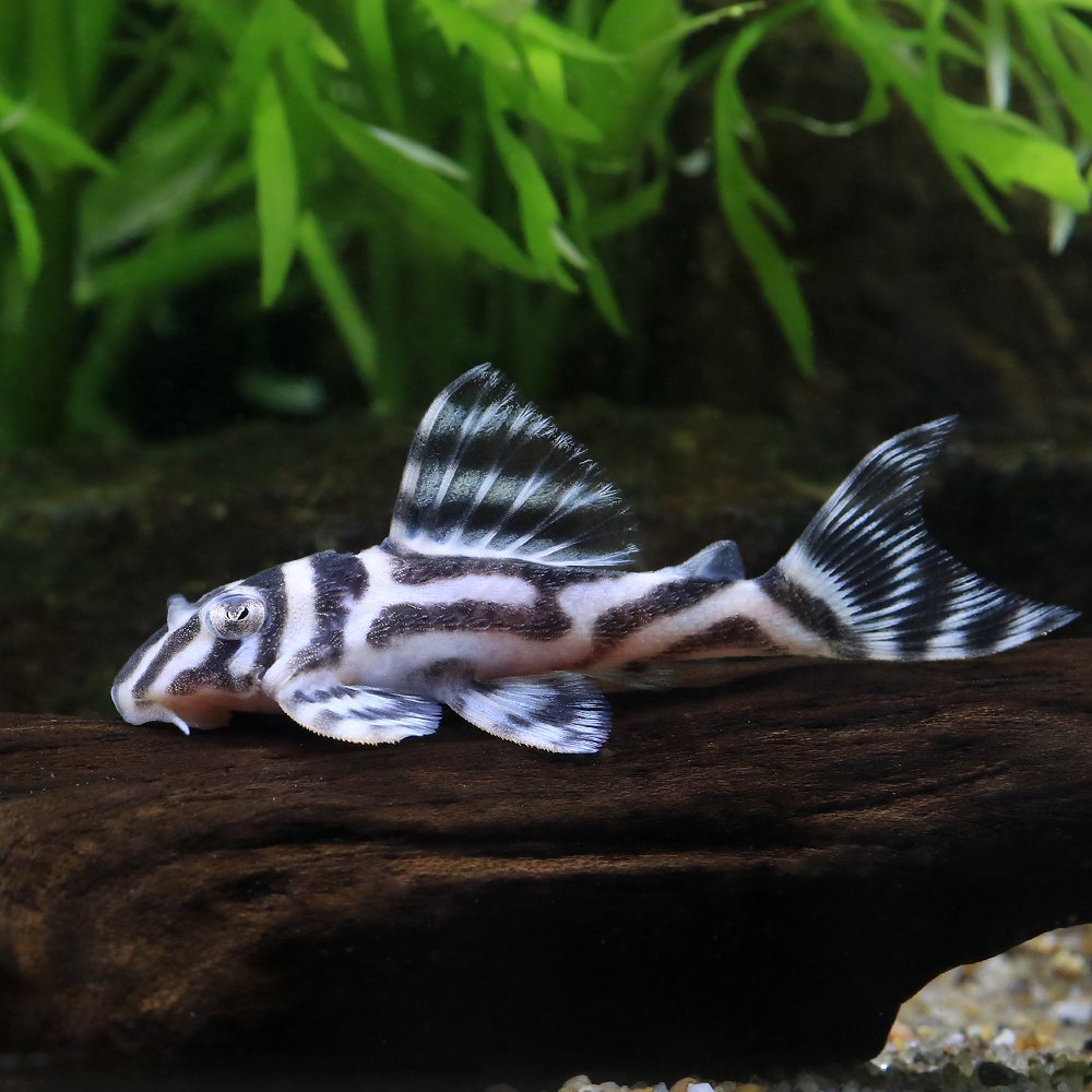 （熱帯魚）スーパーインペリアルゼブラプレコ　Ｌ－１７３ａ　イレギュラーバンド（ブリード）（１匹）　北海道・九州航空便要保温　ＣＲＣ13―44―20―00―00