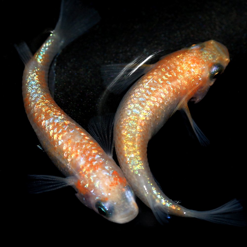 （めだか）王華メダカ　上州めだか直系（１０匹）　ＣＲＣ60―20―22―70―10