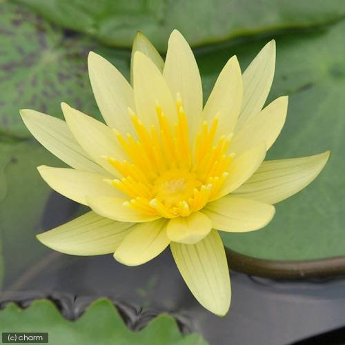 （ビオトープ）睡蓮　熱帯性睡蓮（スイレン）（黄）　セント　ルイス　ゴールド（１ポット）　ＣＲＣ15―10―23―35―00