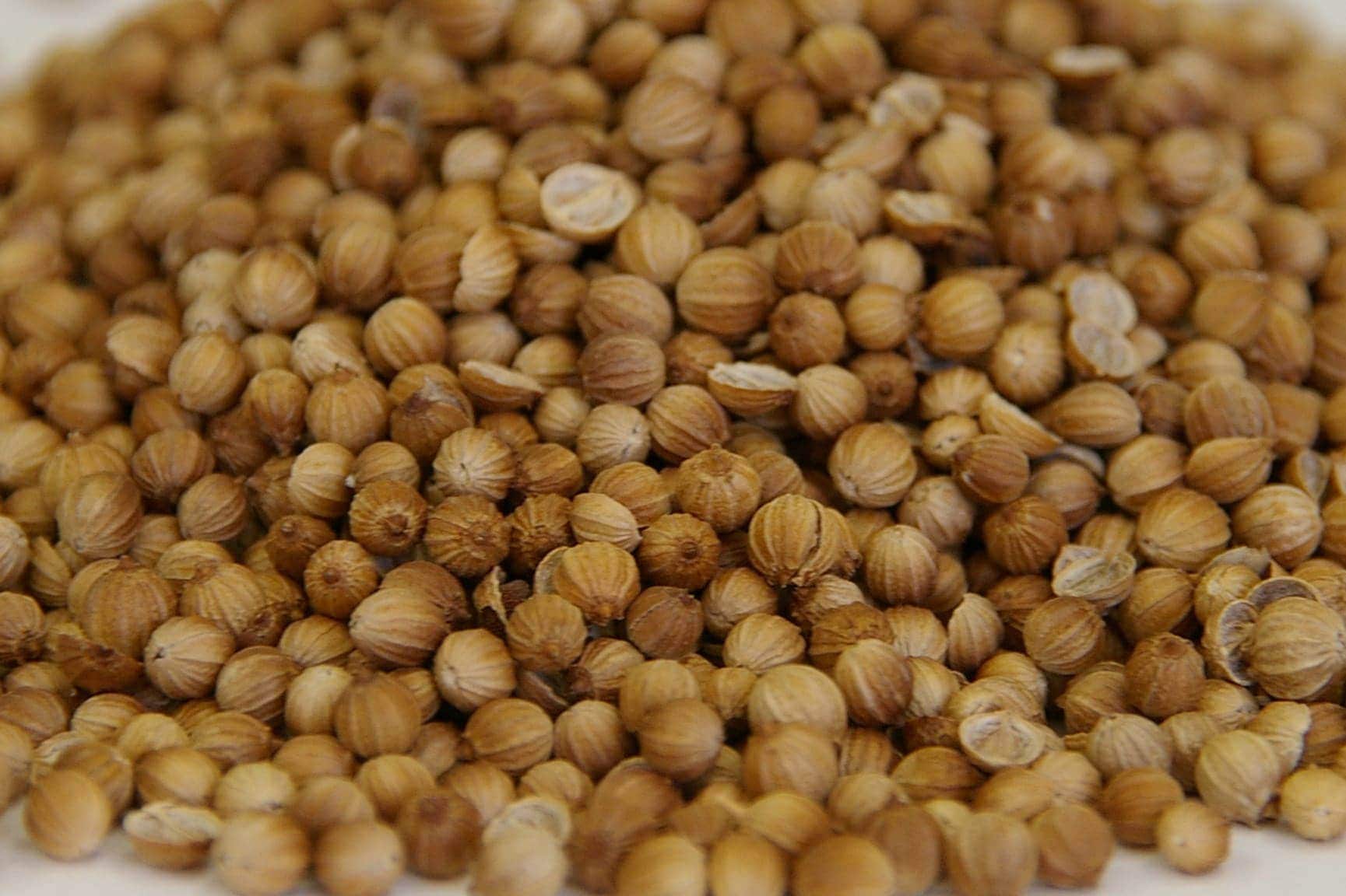 4033/【voxspice】【業務用】 オーガニック コリアンダー シード 500g オーストリア産 JAS 有機栽培 スパイス/香辛料