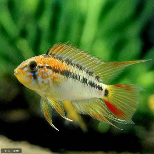 （熱帯魚）アピストグラマ・マクマステリ　レッドネック（１ペア）　北海道航空便要保温　ＣＲＣ13―28―16―00―00