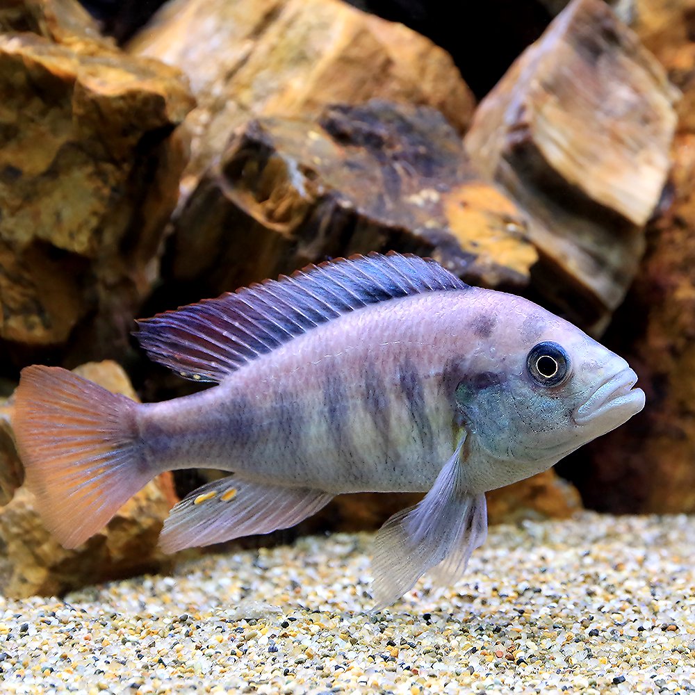 （熱帯魚）ハプロクロミス・ニエレレィ　ルティアイランド　Ｌサイズ（１匹）　北海道・九州航空便要保温　ＣＲＣ13―28―58―00―00