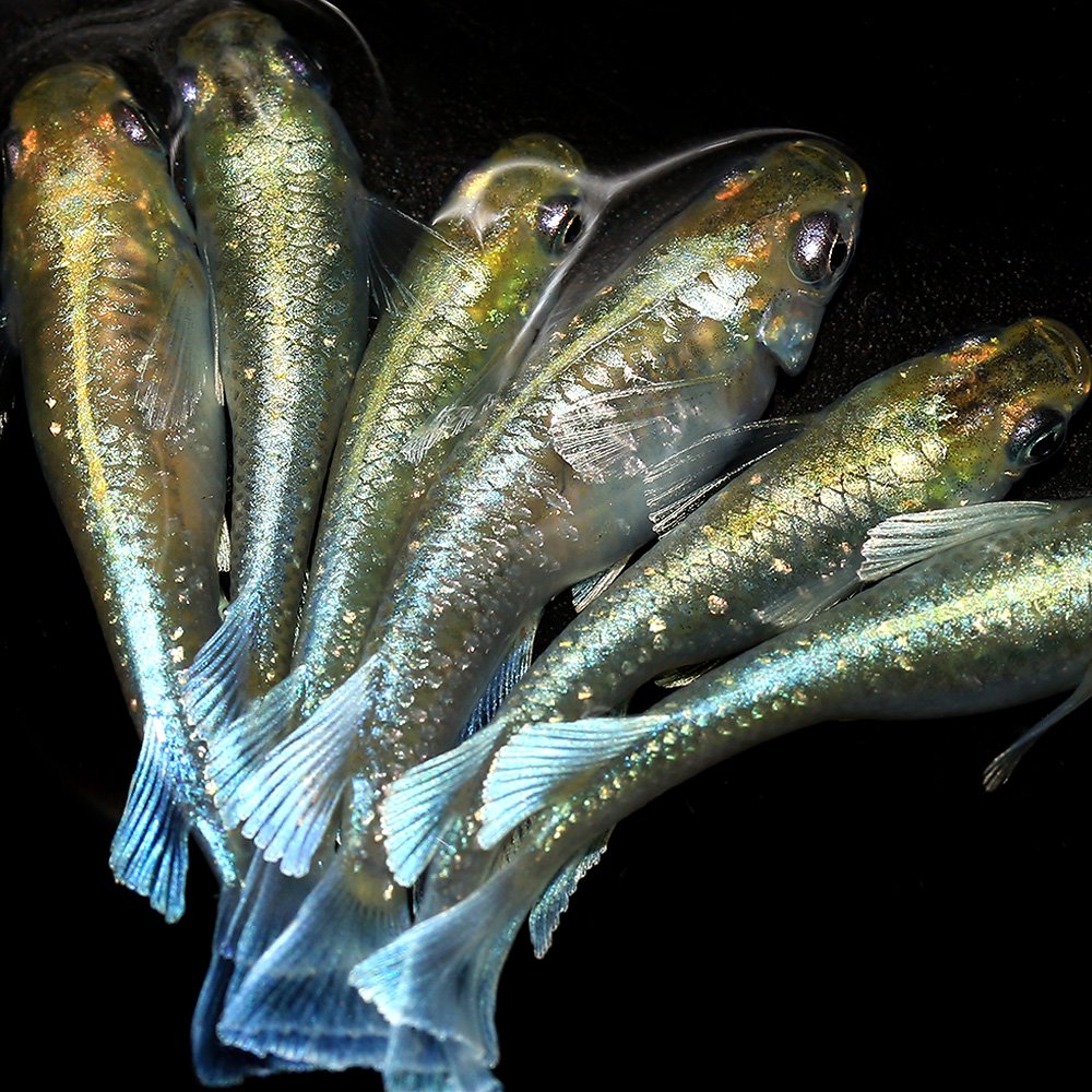 (めだか)マリアージュキッシングワイドフィンエメラルドタイプ 桃ちゃんメダカブリード(5匹) 北海道・九州航空便要保温 CRC60―20―22―30―20