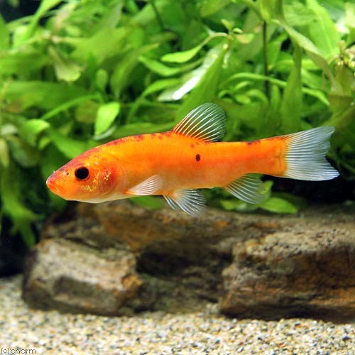 （熱帯魚）ティンカ・ティンカ　ゴールデン（テンチ）（１匹）　北海道・九州航空便要保温　ＣＲＣ13―24―99―00―00